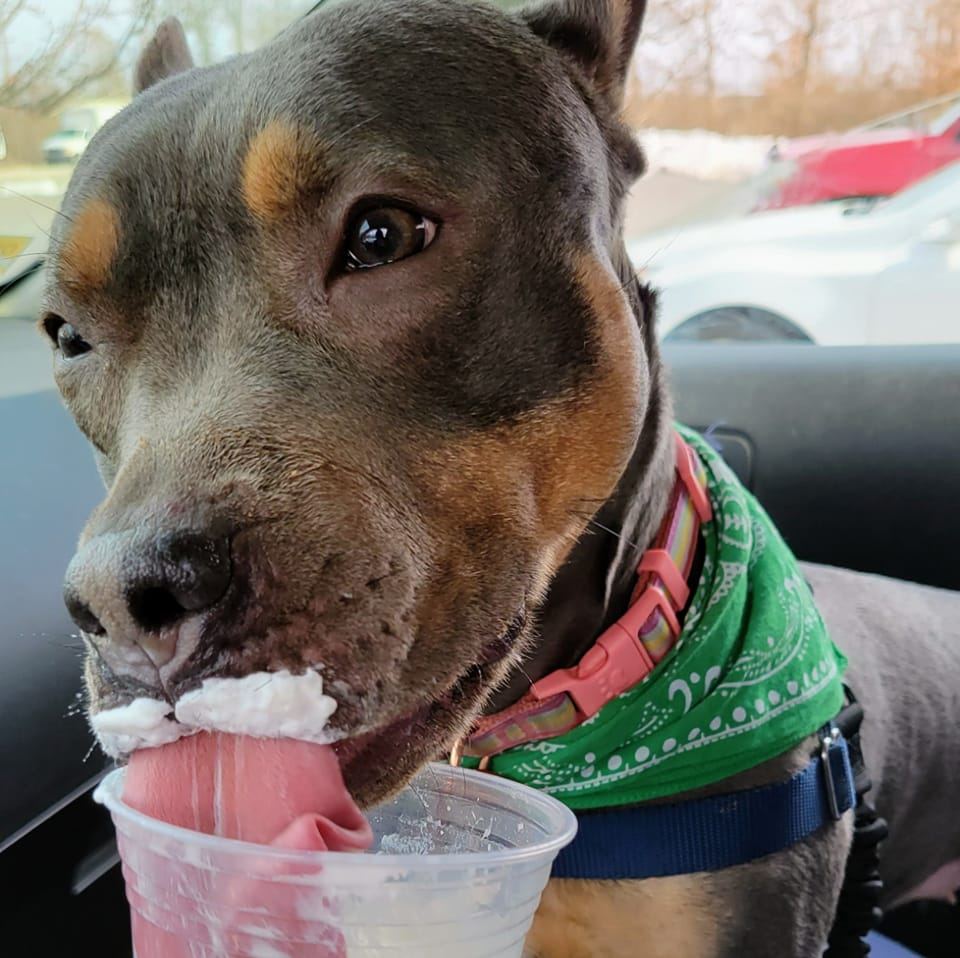 Dog eating pup cup